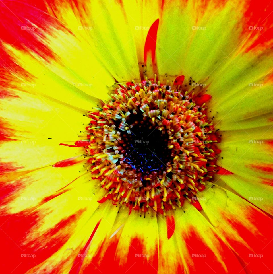 yellow and red flower