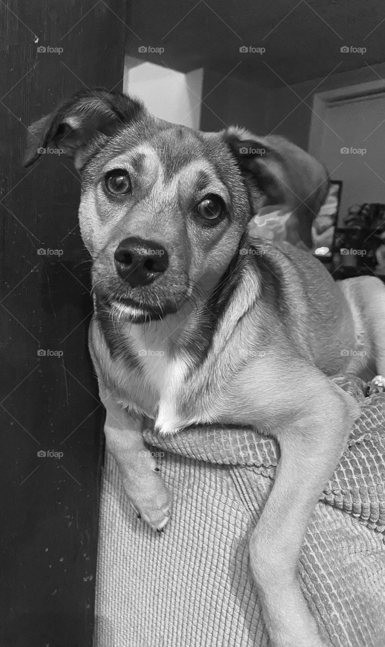 Cute Australian Shepard mini