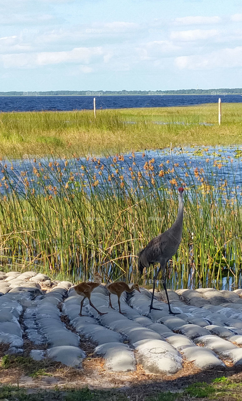 family of Sandhill Cranes, lake in the background