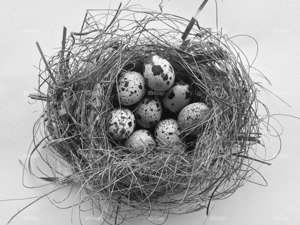 eggs in the nest