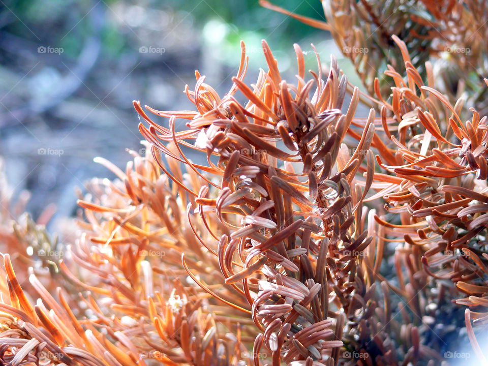 Close-up of wilted fir trees which have been thrown on compost pile.