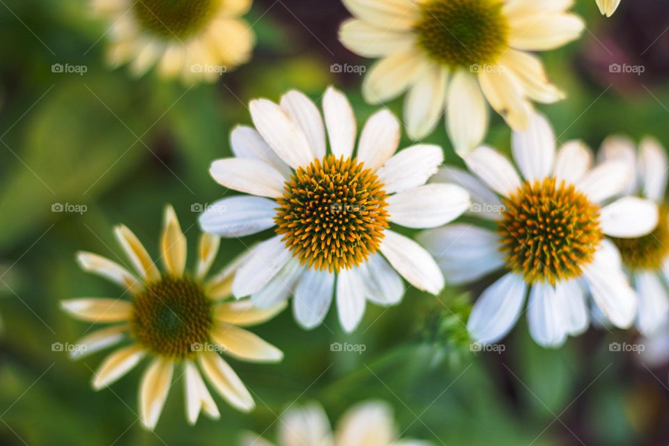 a portrait of a white coneflower standing in between others of iets kind. the petals are white and the core is yellow.