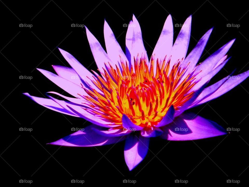 Purple flower against black background