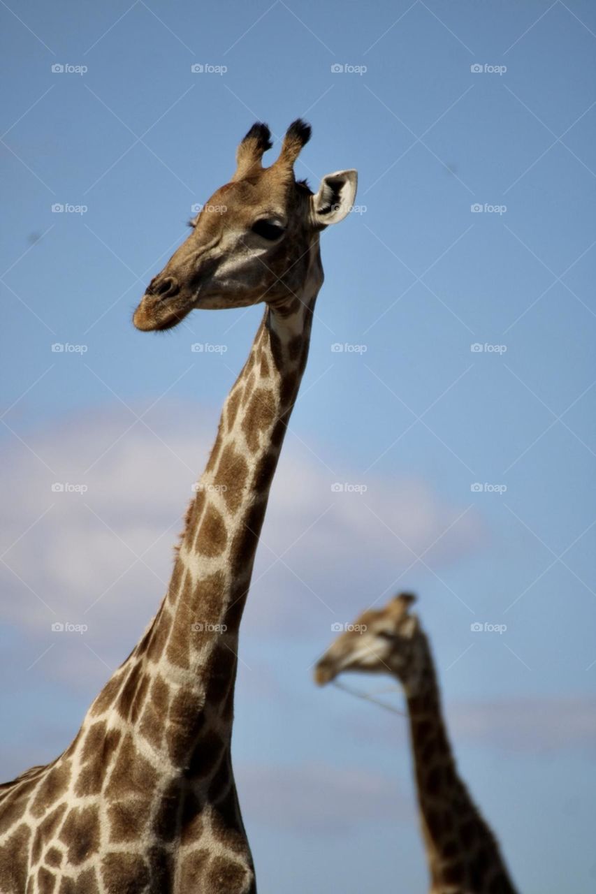 A close up picture of two giraffes 