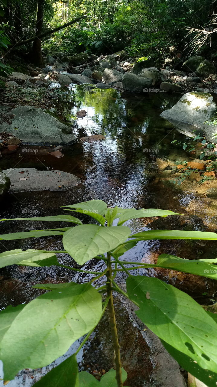 PLANTAS NA BEIRA DO RIACHO ONDE CAPTUREI ESTA BELEZURA!