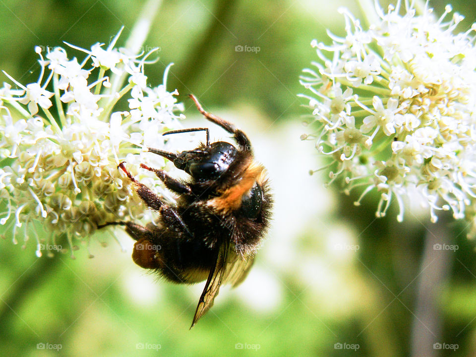 Bumblebee on flowers. Spring