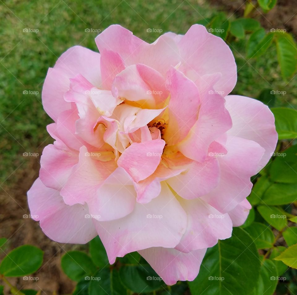 Pretty Pastel Pink Rose!