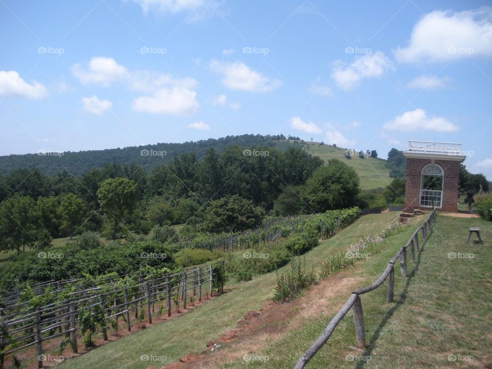 Monticello vineyard