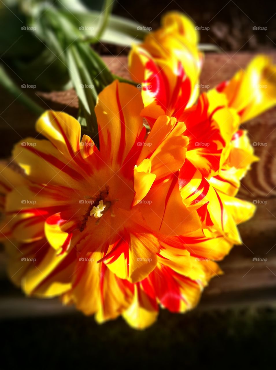 Red and yellow flower