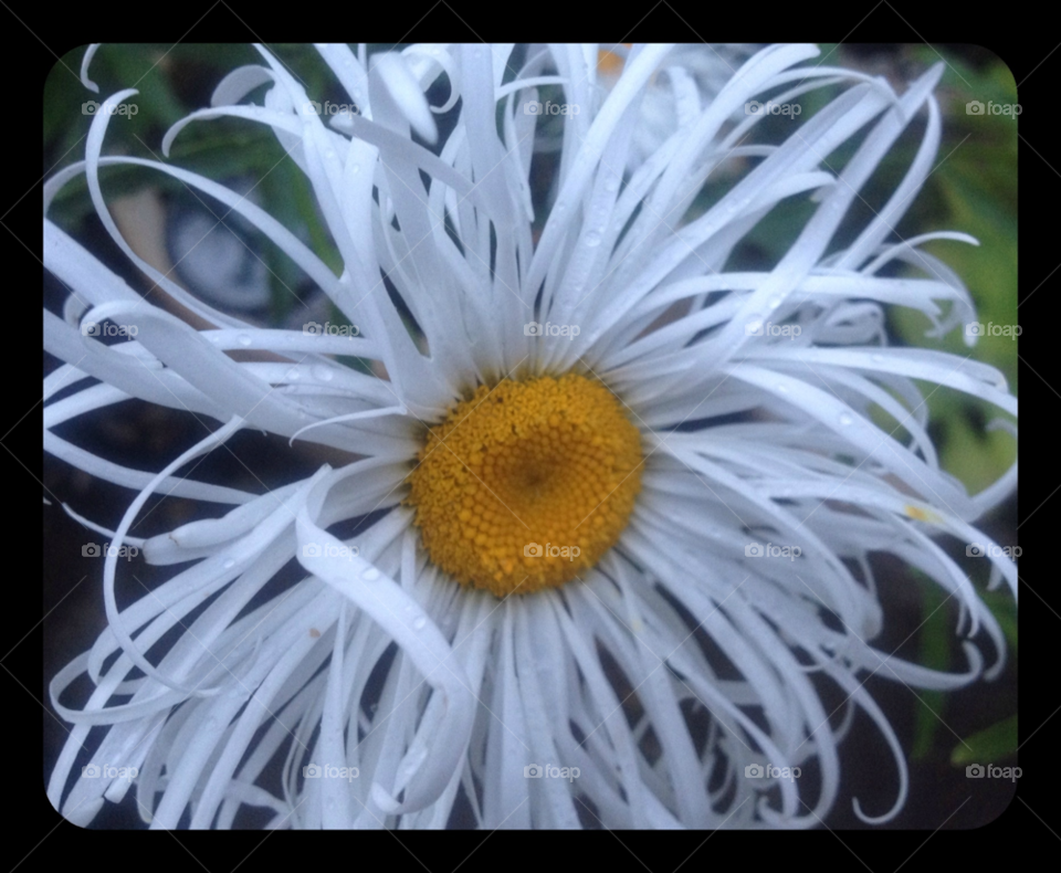 flower petal dew daisy by clarkie28