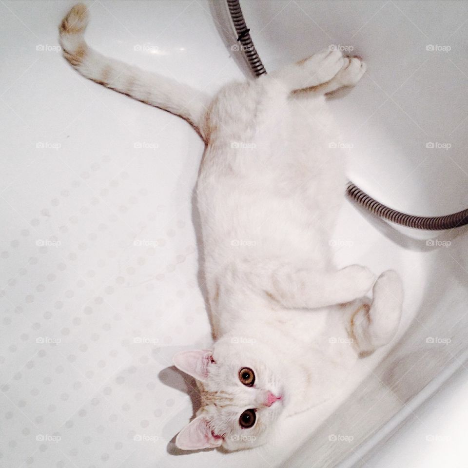 Cat in bath