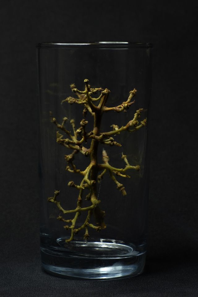 Foap, Light: Natural vs Artificial - The network of branches from a cluster of grapes was placed in a clear glass as a subject for experimenting with the color, intensity, and position of a light source. 