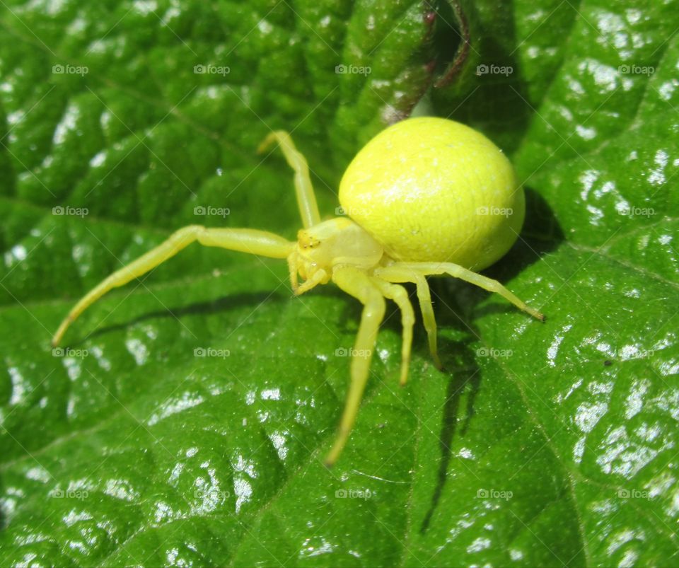 Crab spider