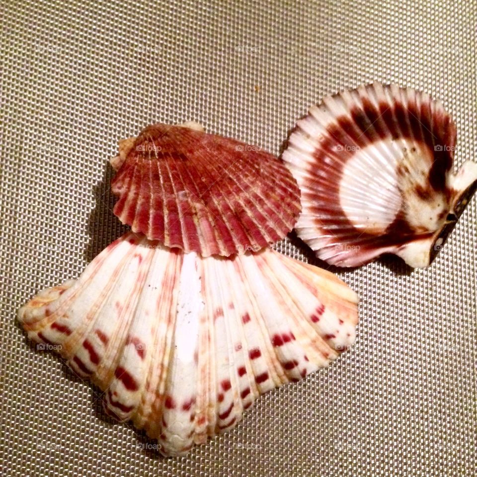 Sea Shells

Published by:
HappyBrownMonkey 
