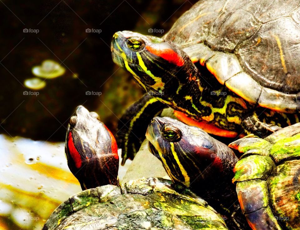 Small group of tortoises