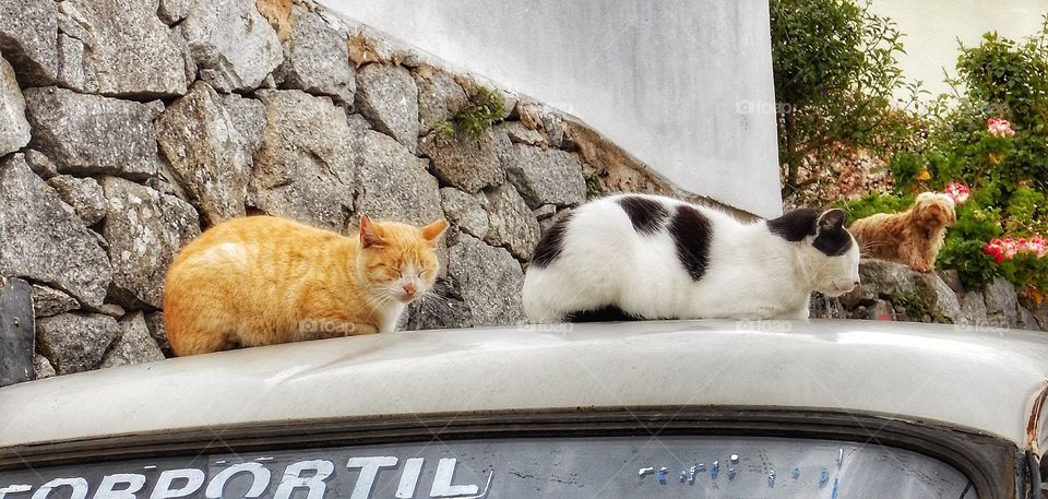 Dog and Cats Portugal