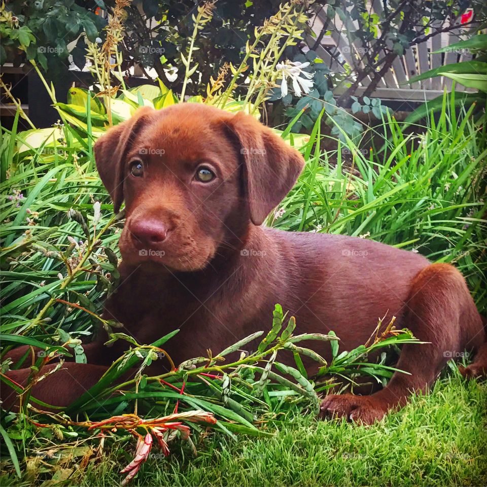 Beautiful chocolate Labrador.