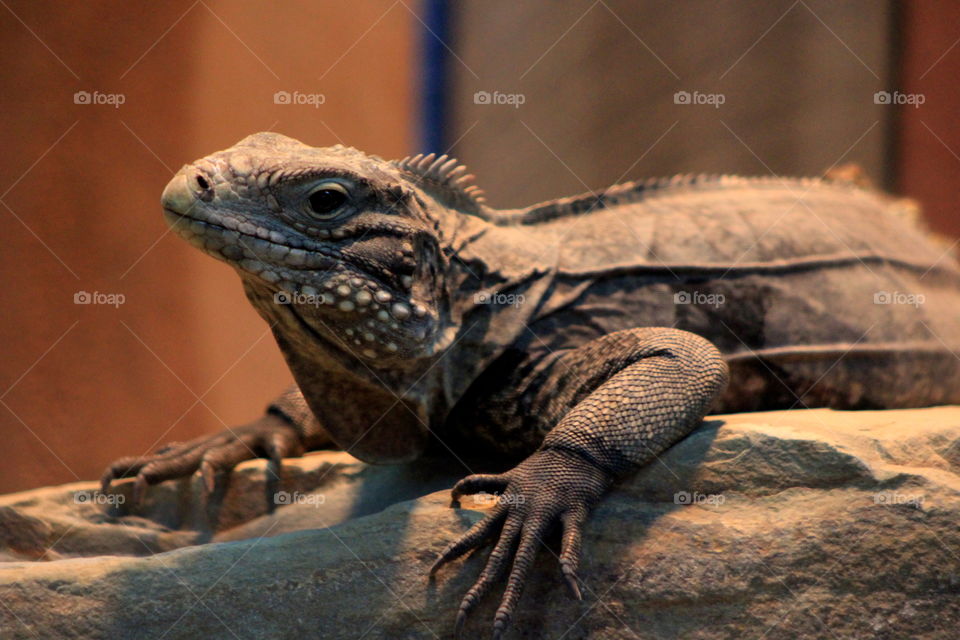 This is a big lizard taking it easy on a log at the Newport Aquarium in Kentucky.