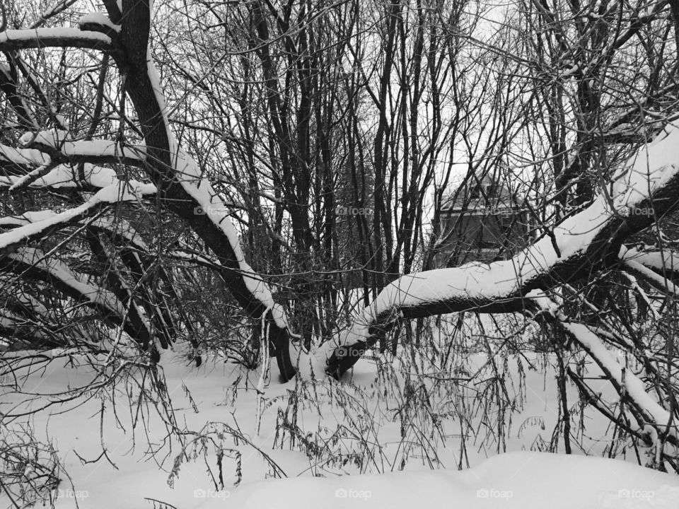 Fallen tree covered in snow