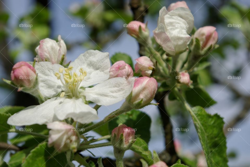 Apple Blossom