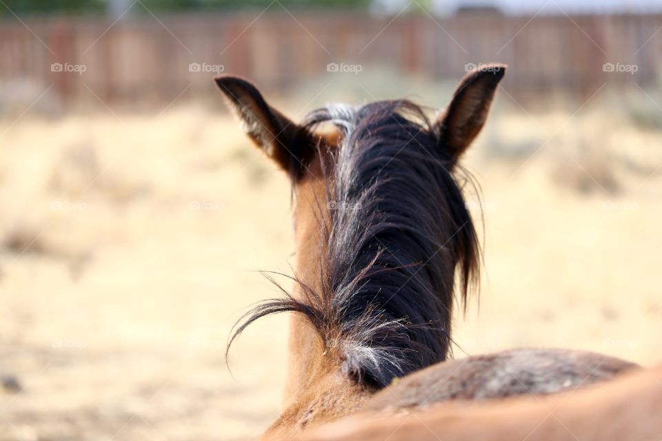 Wild American Mustang Colt Yearling, mane and back of head