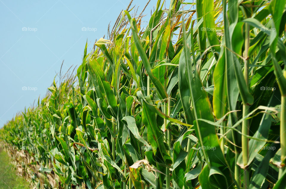 green yellow brown agriculture by refocusphoto