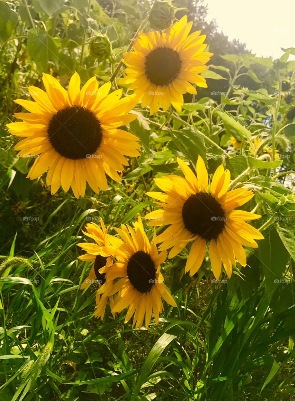 Four Sunflowers