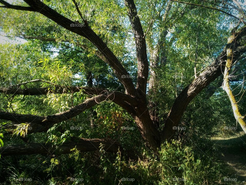 It is a tree of reunion. According to legend, two loving hearts met under him, a girl who was picking berries and a guy who was carrying fish in a bag. But over time, they were divorced. Many years passed and they met under similar circumstances.