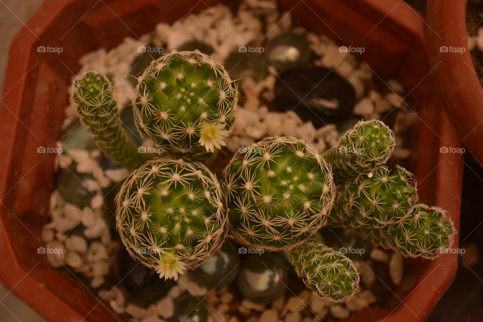 Close up shot of cactus with flower