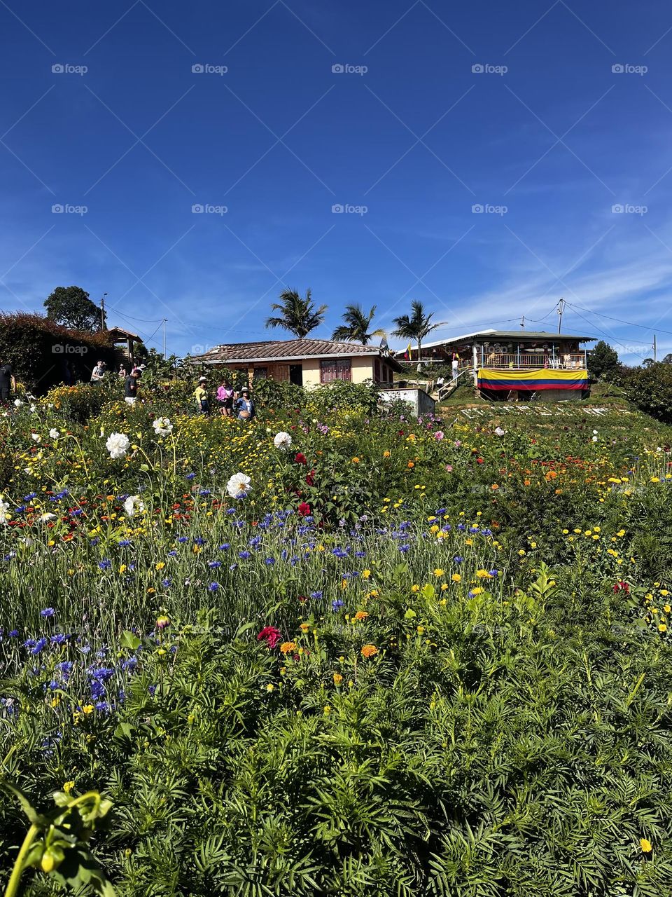 Flowers in the spring 