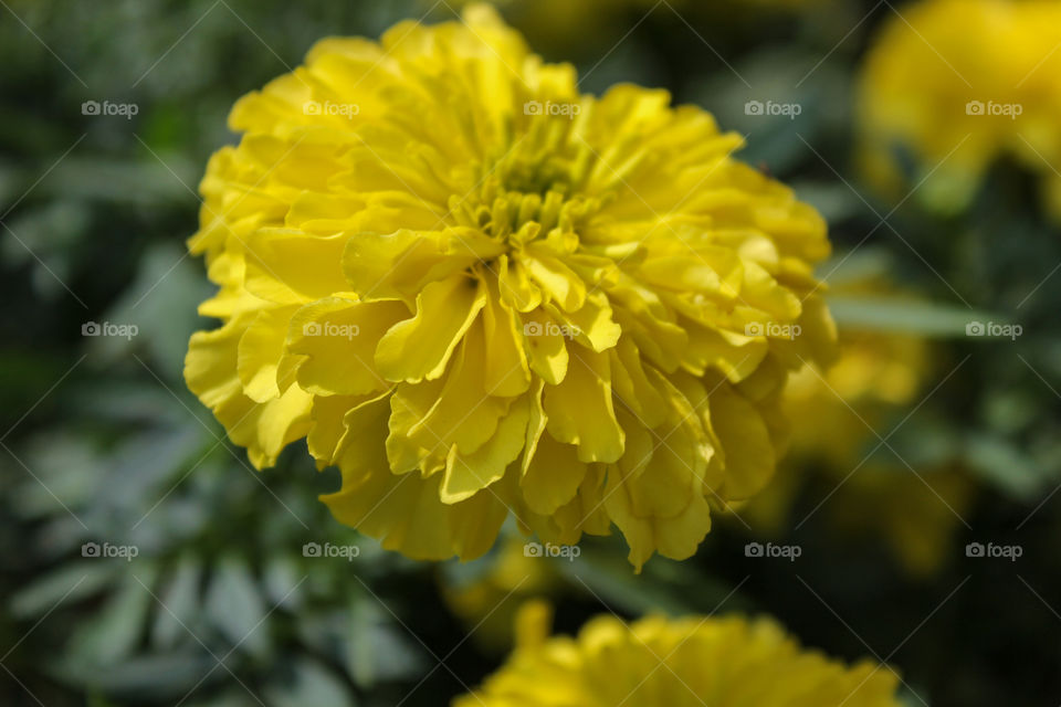 Yellow flower in the garden