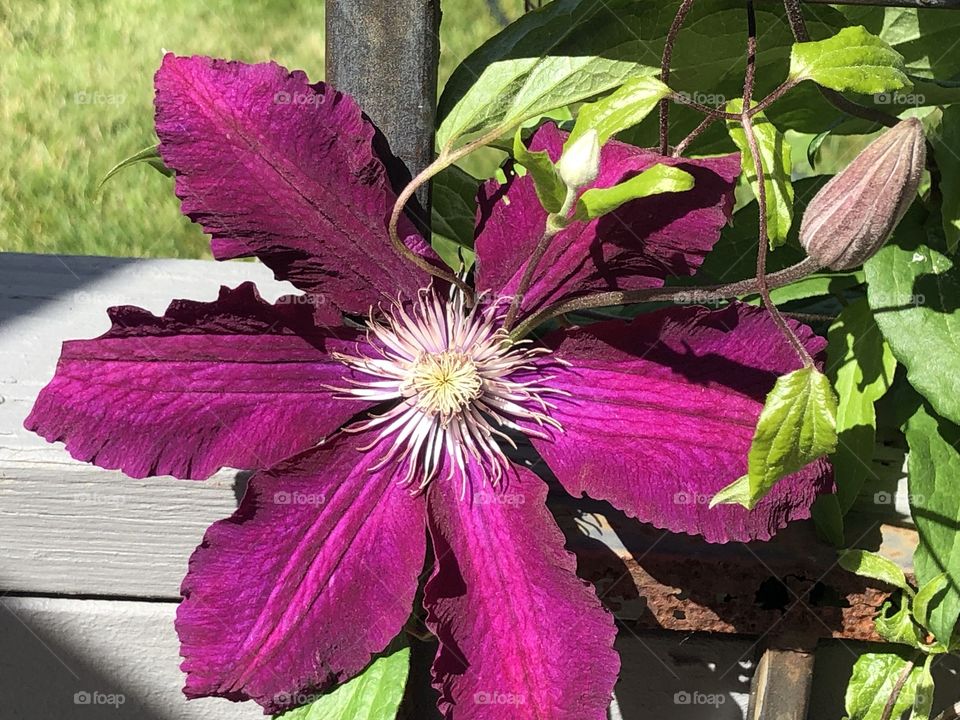 Beautiful fuchsia clematis flower blooming in the sun