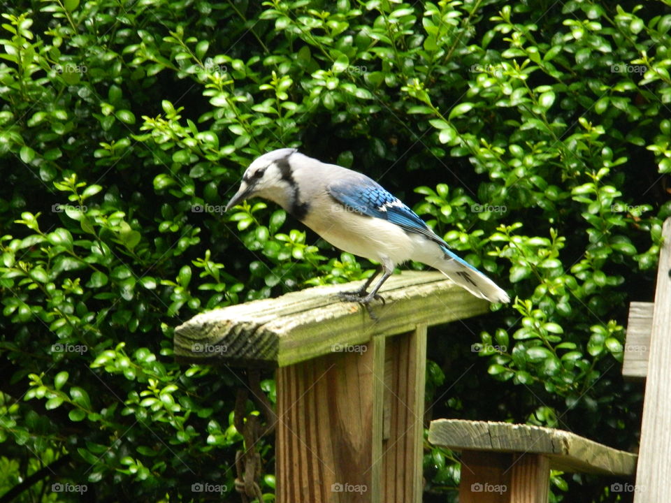 Blue Jay