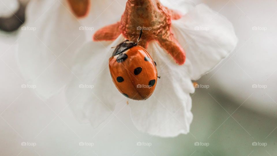 Ladybug on a white petal, springtime 