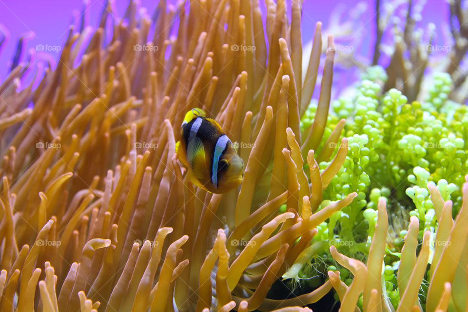 fish aquarium anemone clownfish by dryair