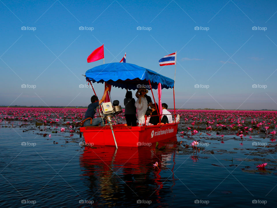 Red Lotus Sea