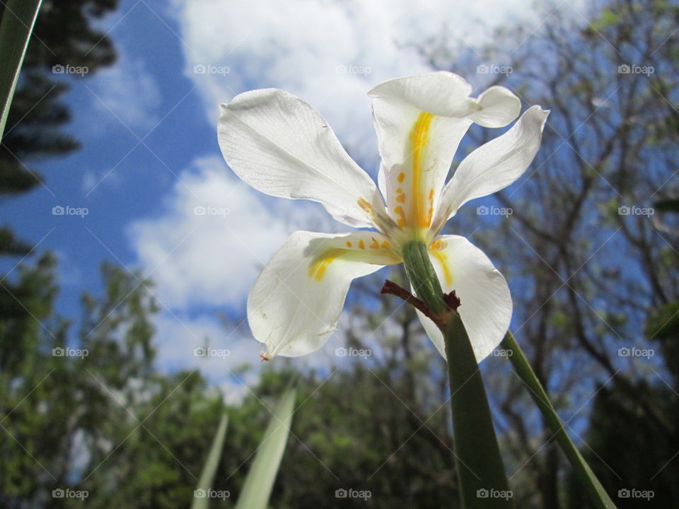 flower