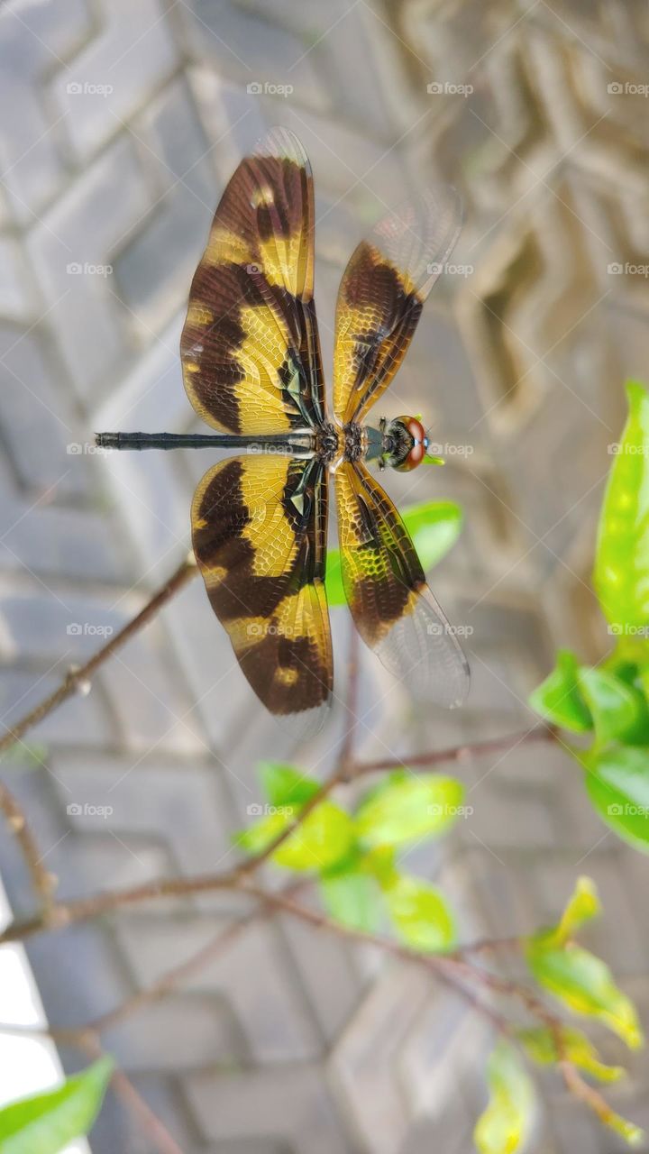 dragonflies captured