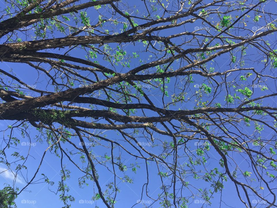 Branches of a tree