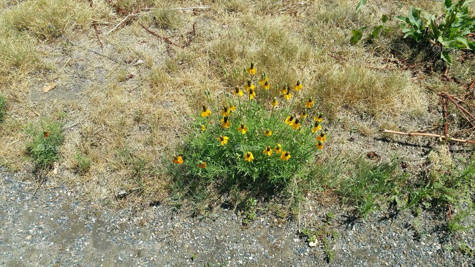 Black eyed Susan