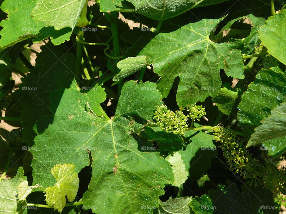 grape leaves