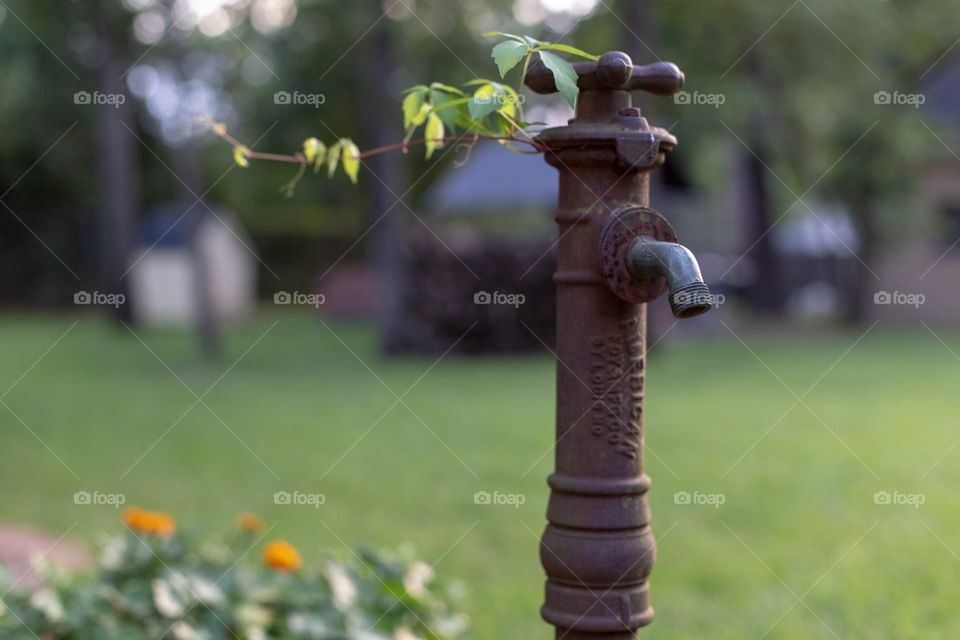 An old vintage water spigot in the flower garden. An antic water spigot to give fresh water to the fish pond. 