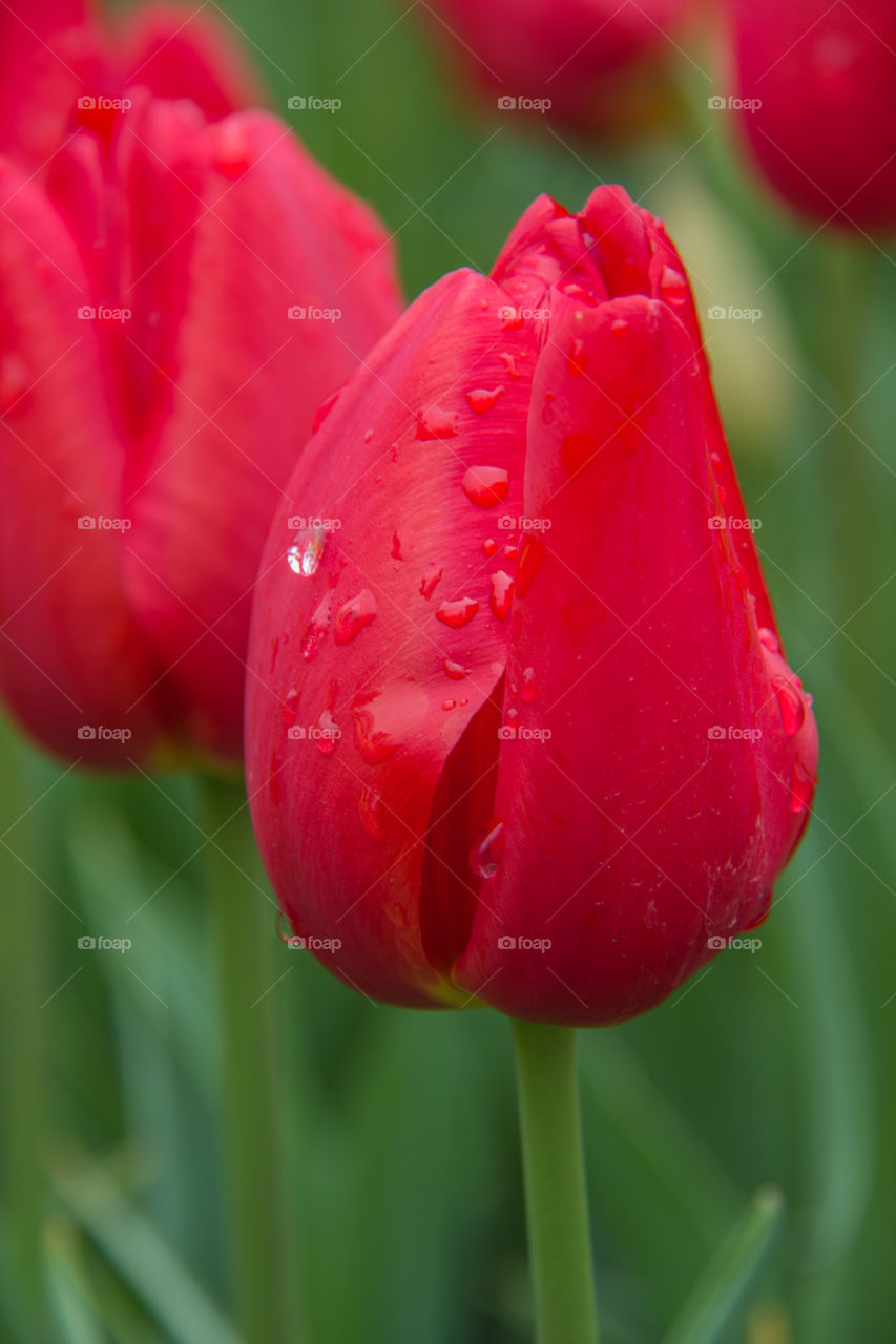 Tulips and water droplets 