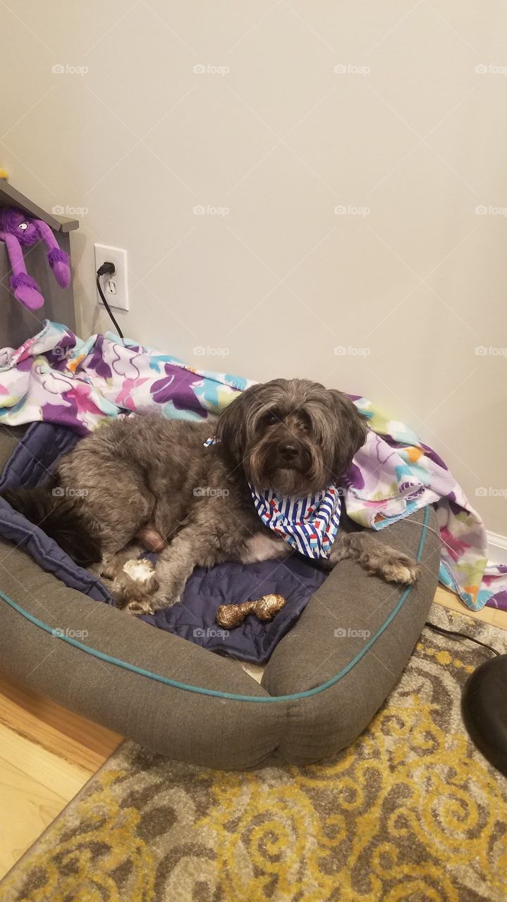 Tibetan Terrier Grey dog in bed with toys