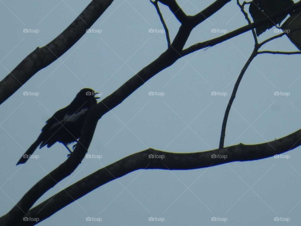 A lovely Magpie Robin wistling in the evening.