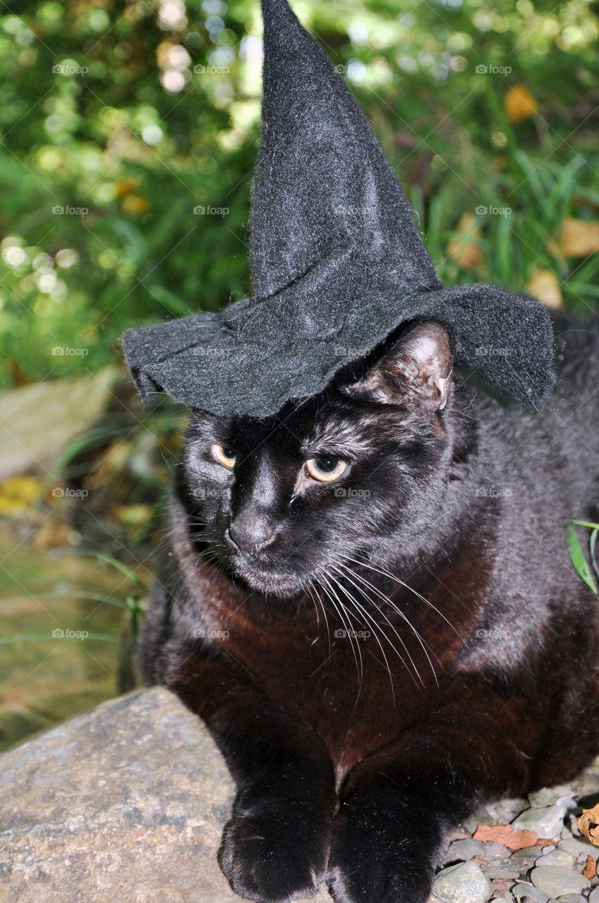 Black cat witch outside on a rock
