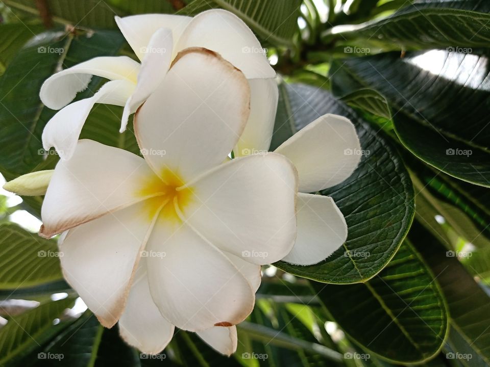 Beautiful Plumeria Flower