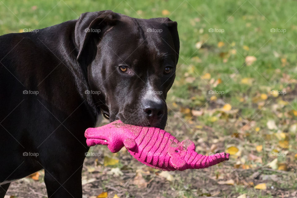 Happy cute dog with his crocodile toy , glad hund Amstaff med sin leksak 