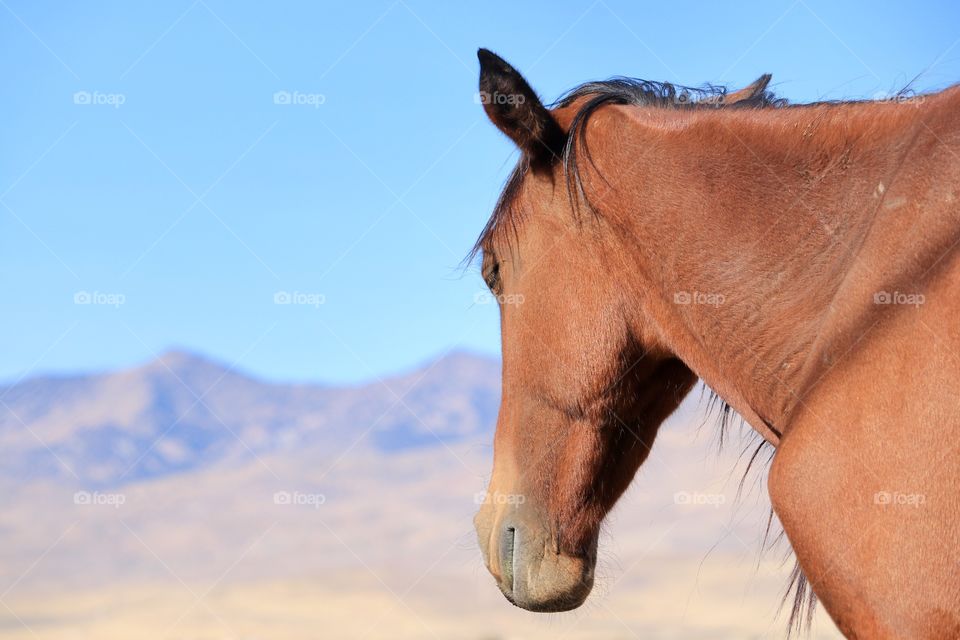 American wild horses, here closeup view of a chestnut mustang with black mane, looking out toward the Sierra Nevada mountains 