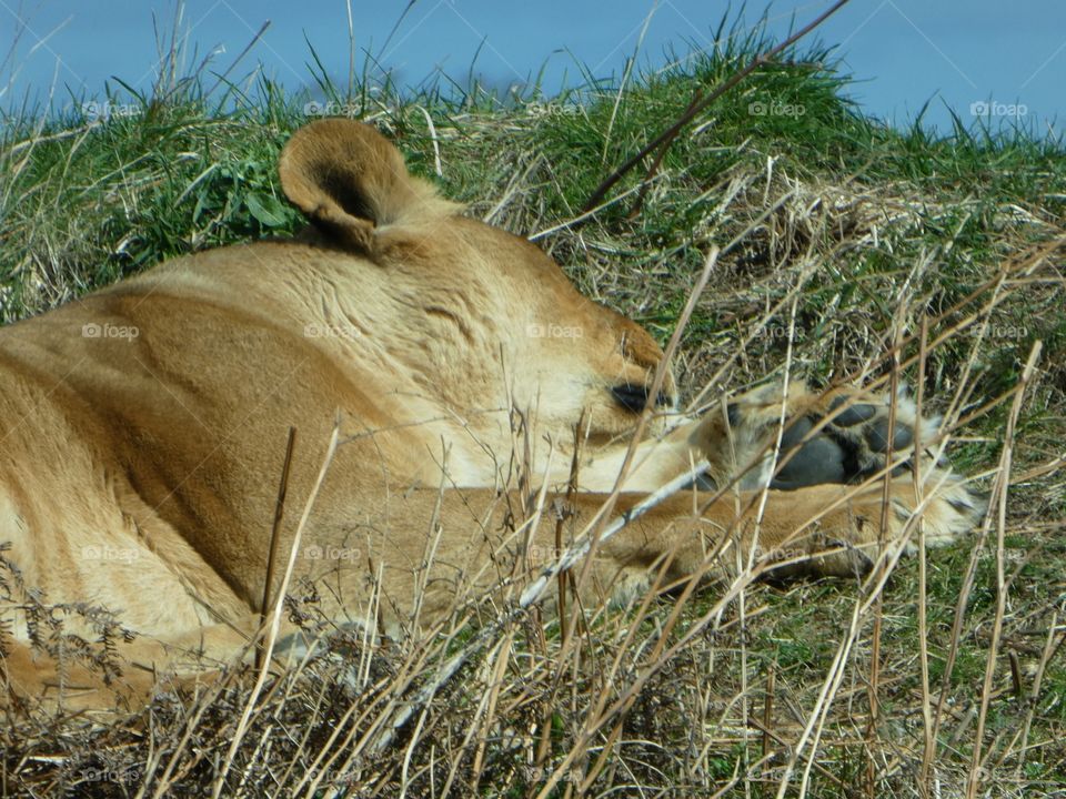 Sleeping lions 